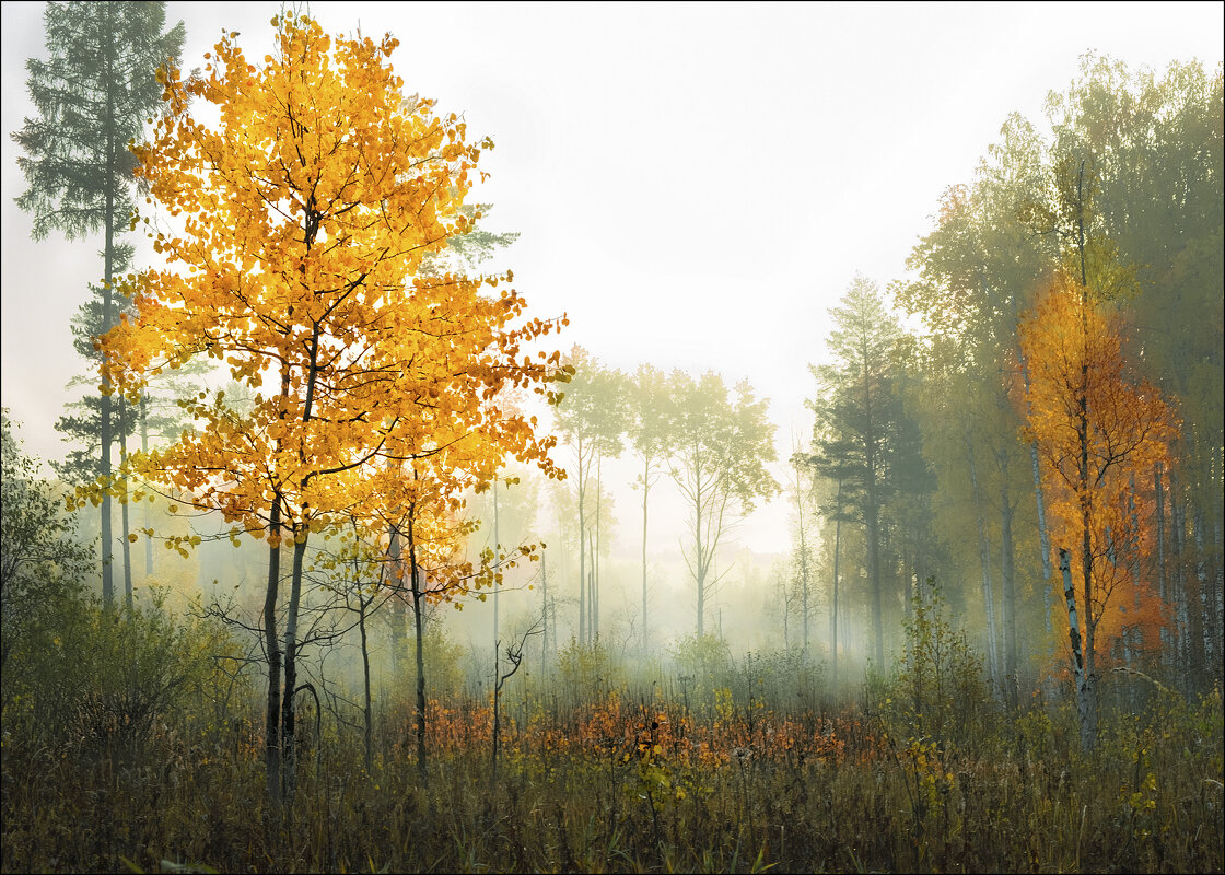 Утро.Туман - александр 