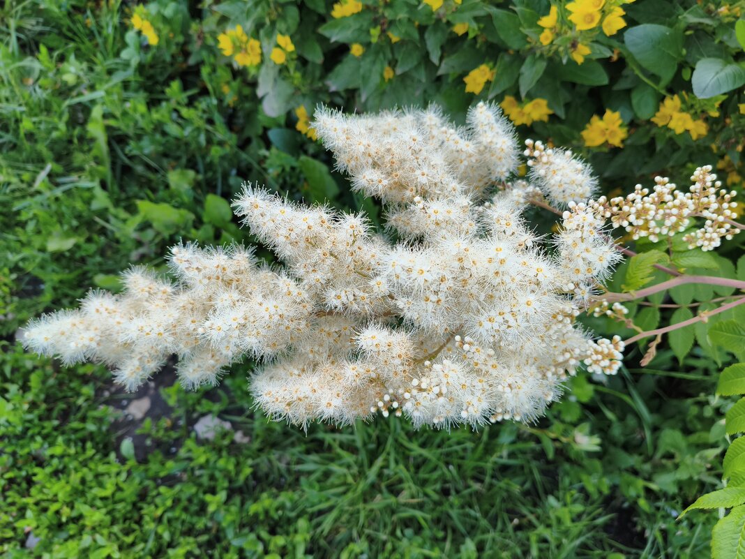 Рябинник рябинолистный  (Sorbaria sorbifolia) - Денис Бочкарёв