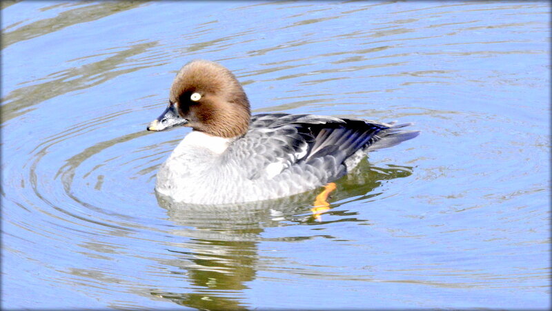 Гоголь, самочка - Сергей 