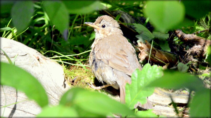 Молодой дрозд - Сергей 