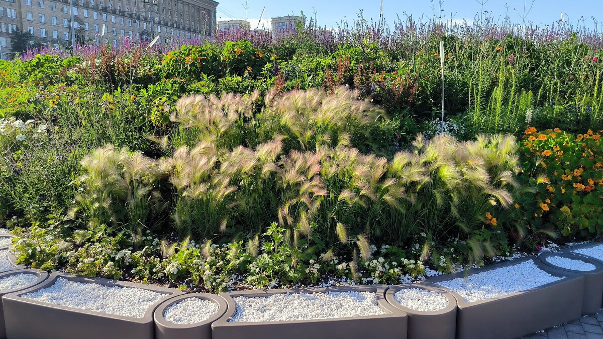 Цветущий сад на Московской площади. - Ольга 