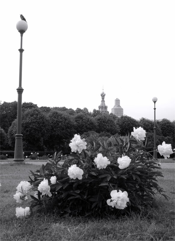 пионы белых дней и ночей - sv.kaschuk 