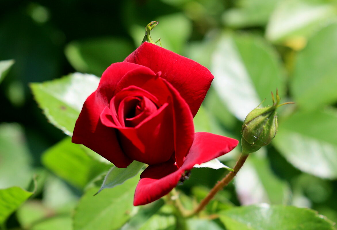 Раскрылись на отъезд... - Александр Кондаков Раскрылись на отъезд... - Александр Кондаков