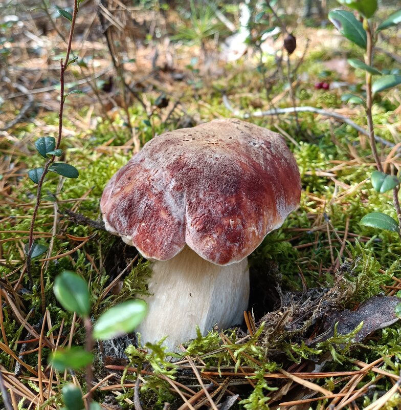 Белый - Ирина * Белый - Ирина *