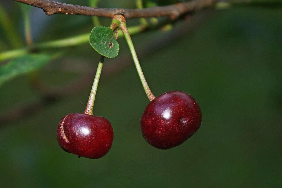 Поспели вишни в саду у дяди Вани... - Леонид leo