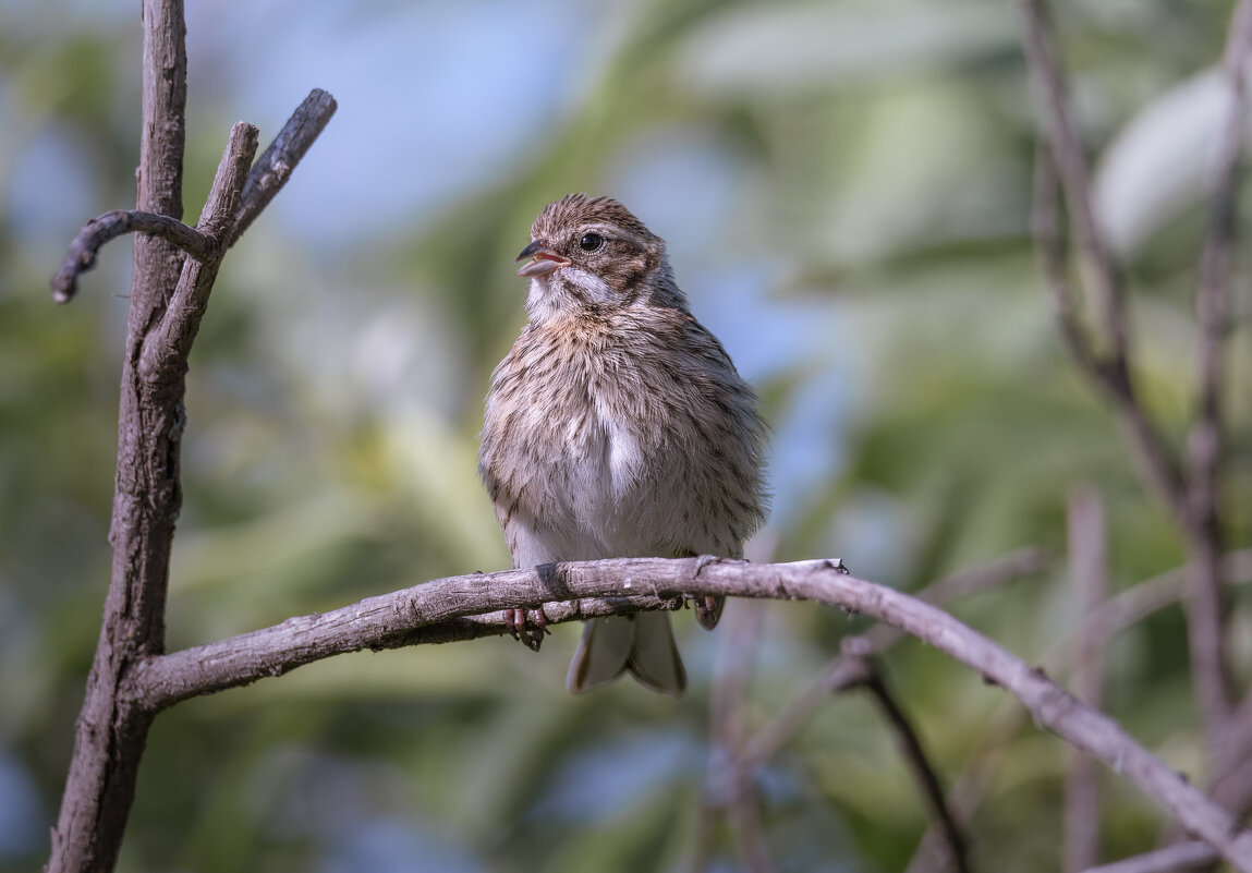 ОВСЯНКА ТРОСТНИКОВАЯ - Володька Завитушкин