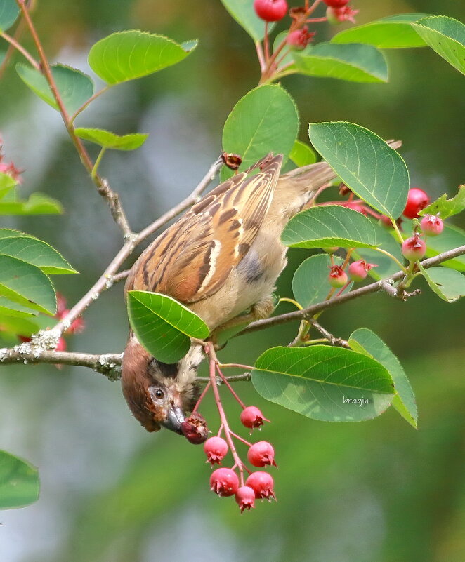 вкусняшка... - Andrey Bragin 