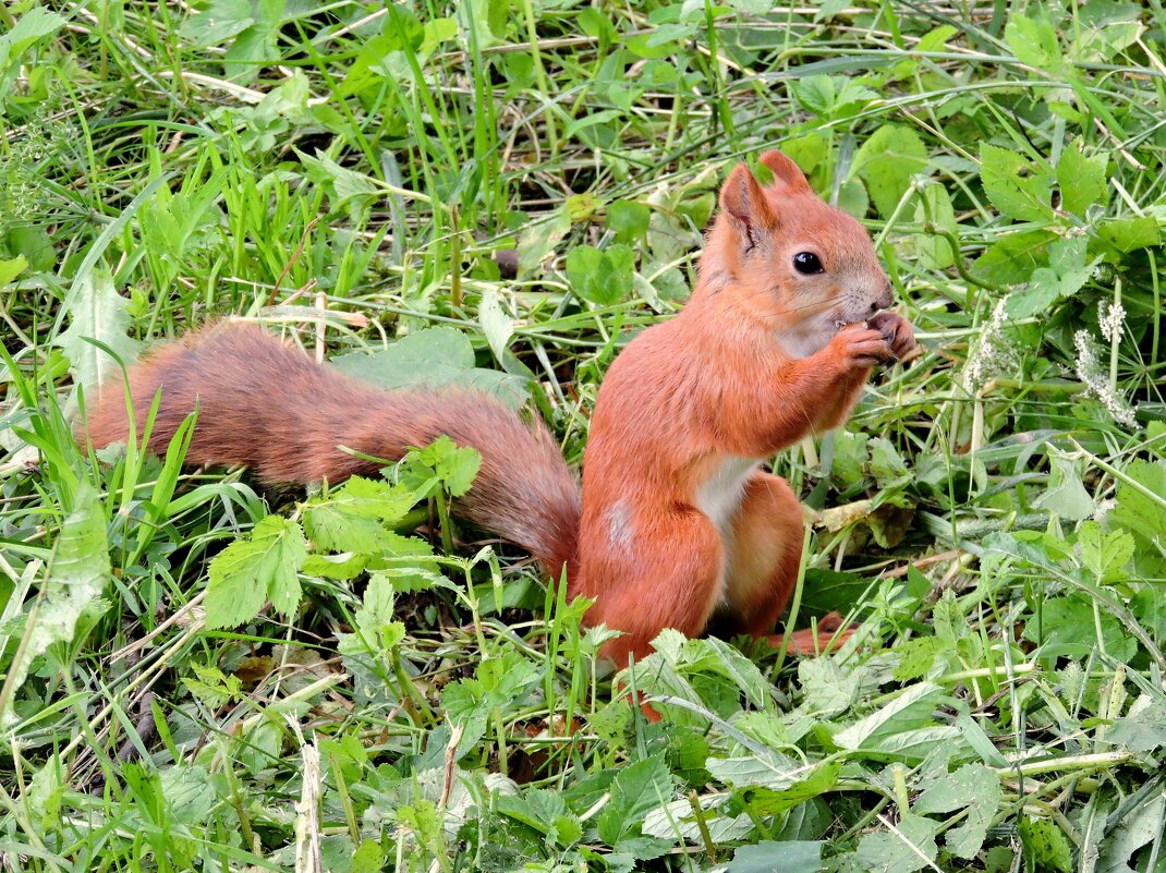 Белка в парке - Мария Васильева