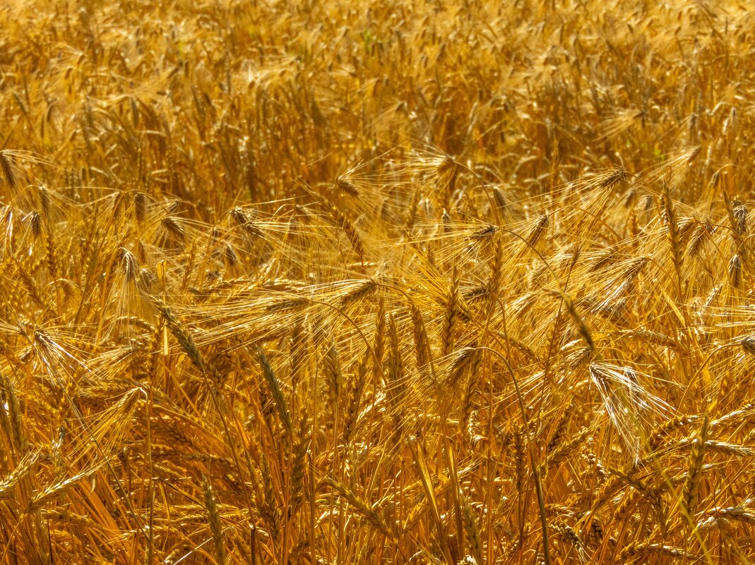 озимый ячмень - Алексей Меринов