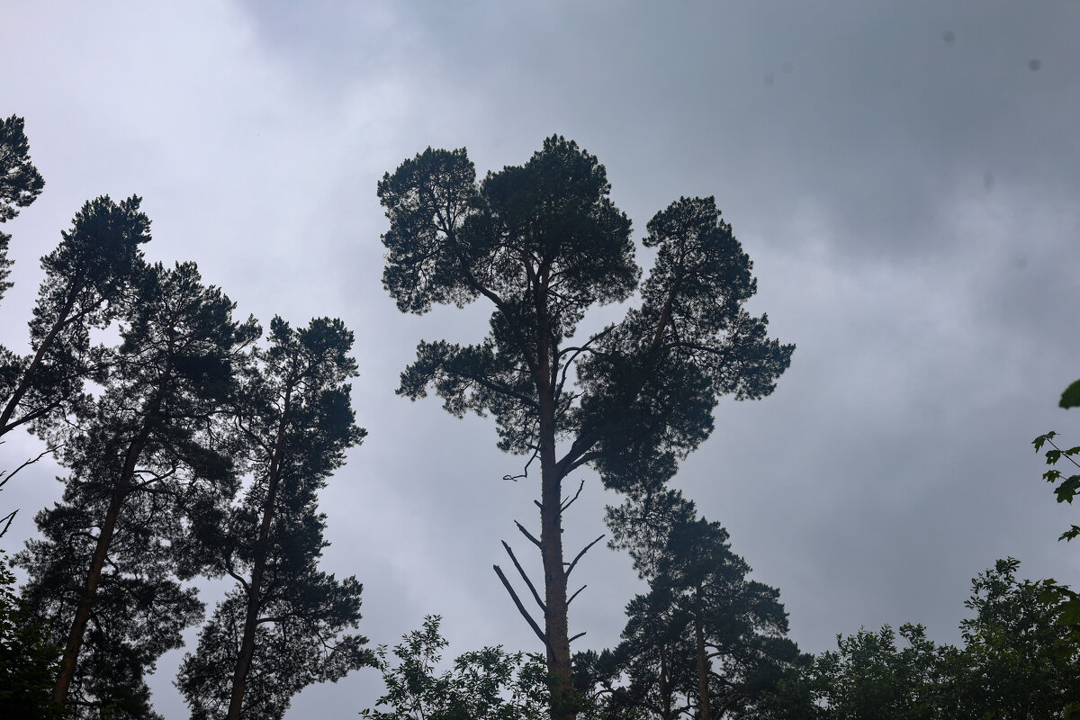 Сосны - Марина Мамаева