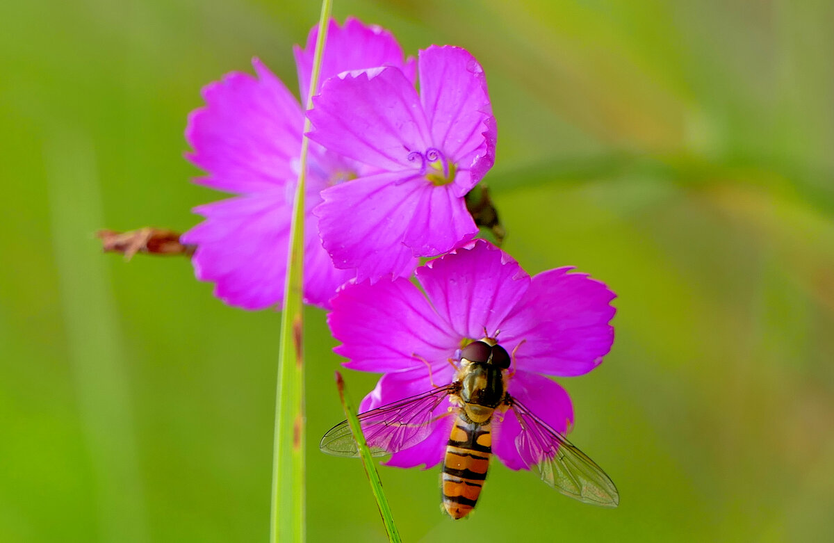 в последний день июня 12 - Александр Прокудин в последний день июня 12 - Александр Прокудин