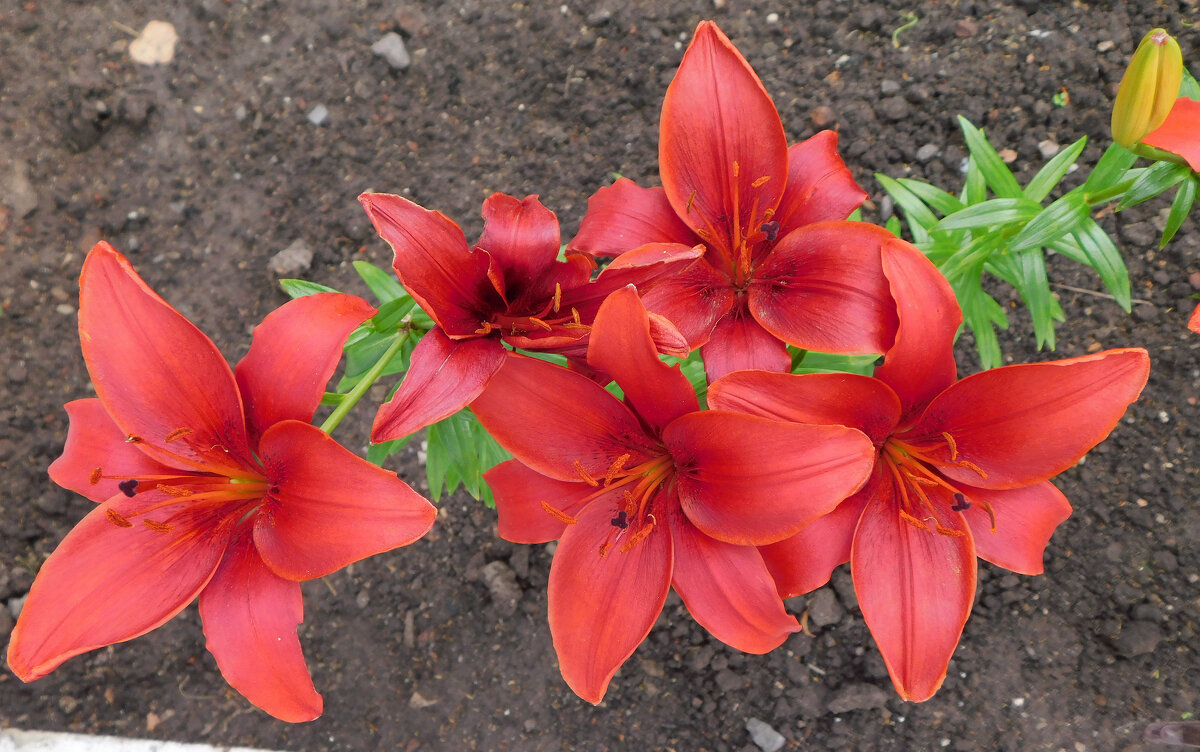 Лилии, период цветения - Наиля 