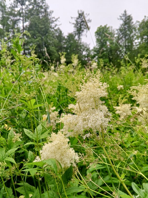 Таволга - Сапсан 