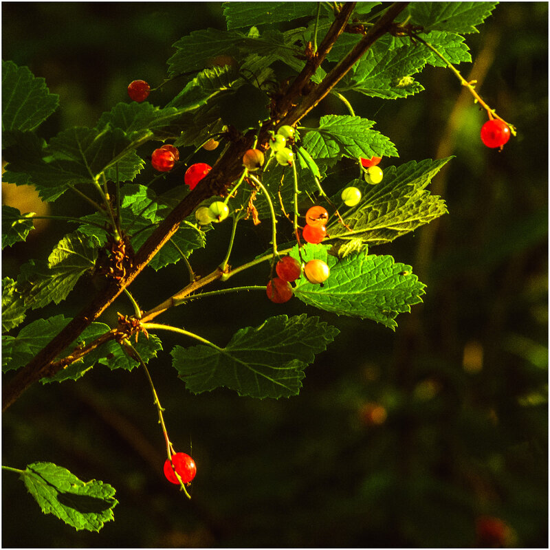 Картинка лета - Валентин Котляров