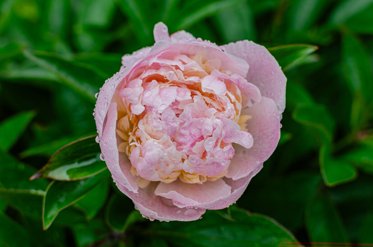 В сезоне дождей.. - Александр Филатов В сезоне дождей.. - Александр Филатов