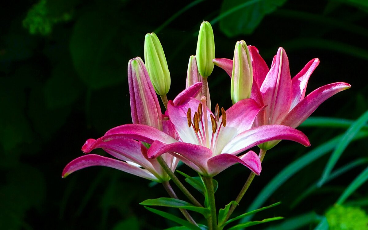 Городские цветы. - Милешкин Владимир Алексеевич 