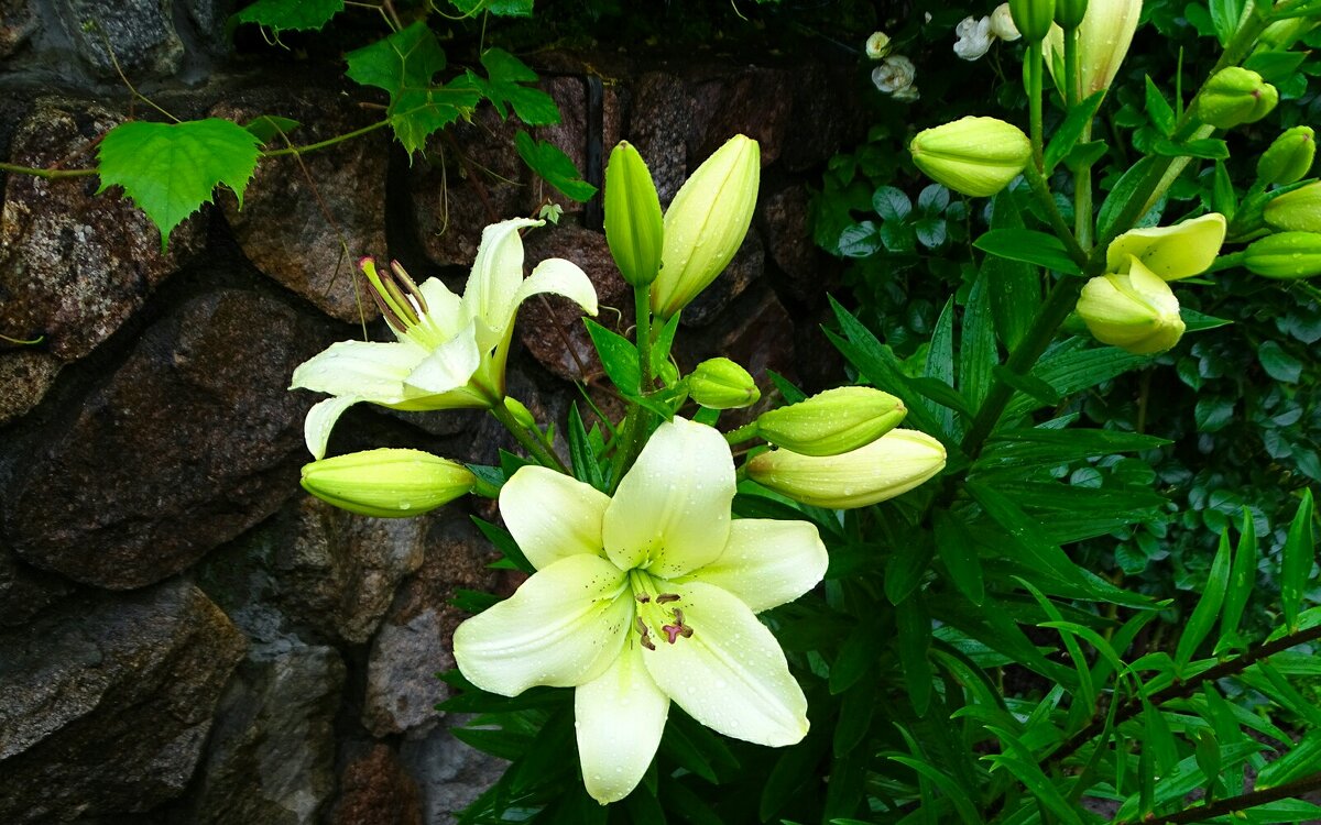 Лилии на городской клумбе. - Милешкин Владимир Алексеевич 