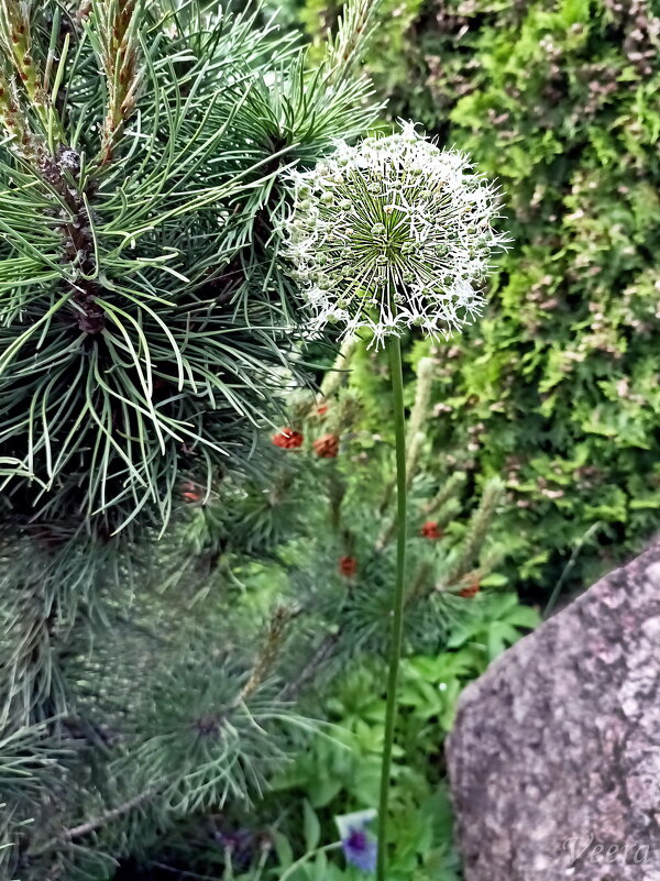 Лук декоративный аллиум белый - Veera V