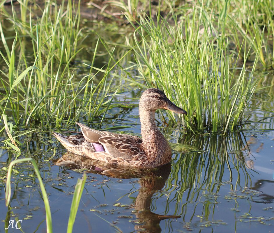 Кряква - Любовь Сахарова