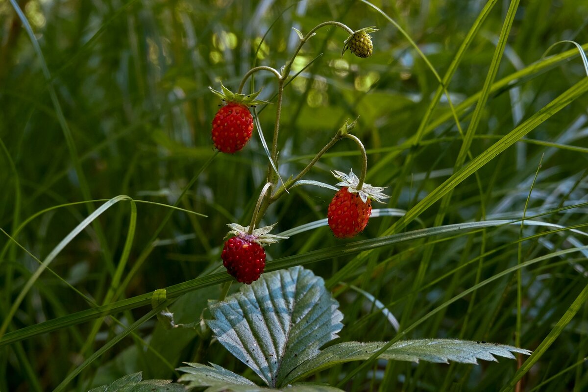 *** - Владимир 