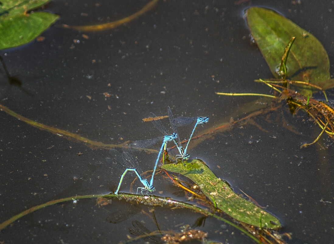 Зигзаги природы - Сергей Цветков