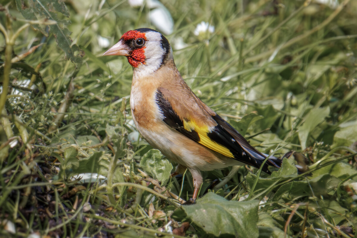 Черноголовый щегол - Sergey38 