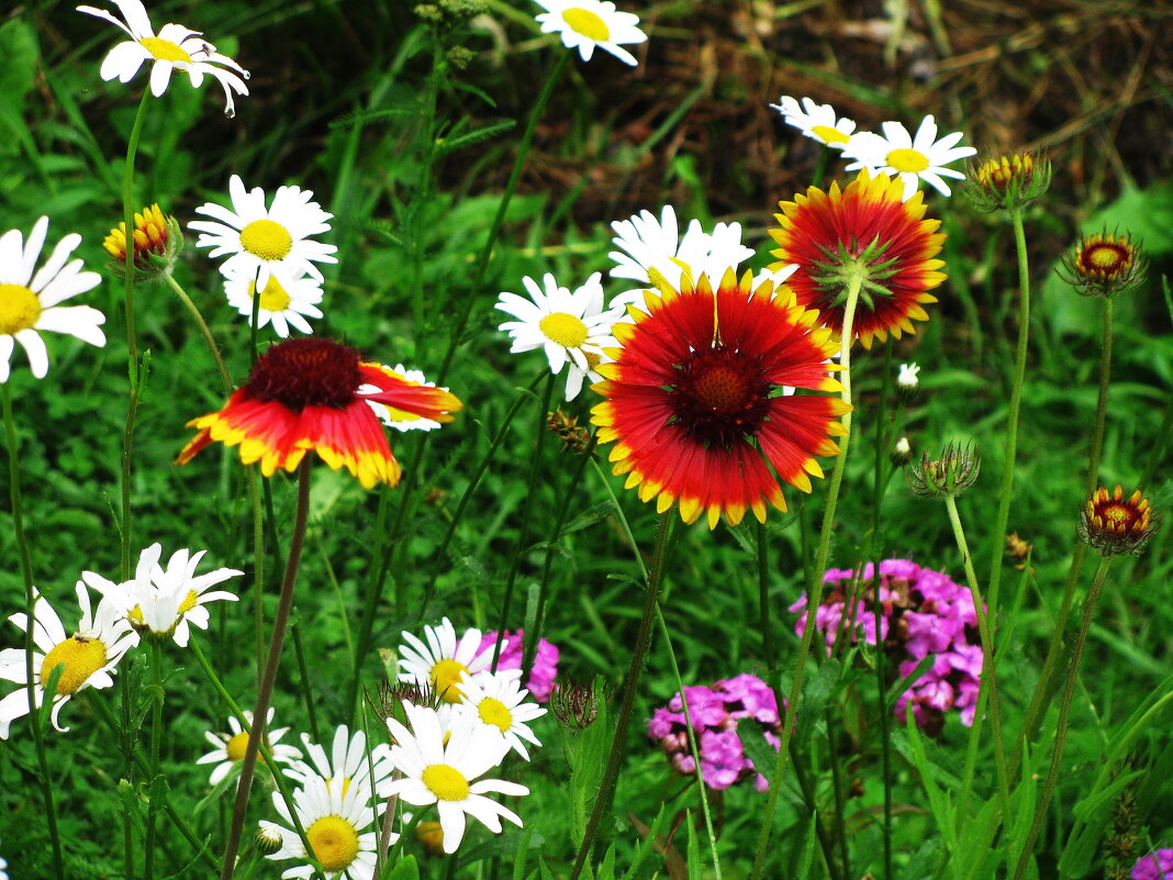 Разноцветье - Людмила Смородинская