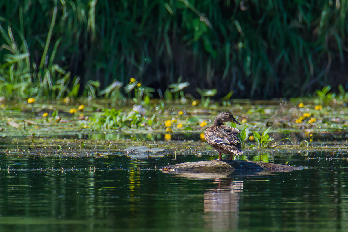 На отдыхе. - Sergey (Apg)