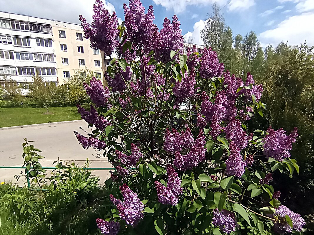 Сирень. - Владимир Драгунский