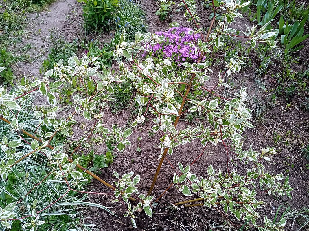 Цвет. - Владимир Драгунский
