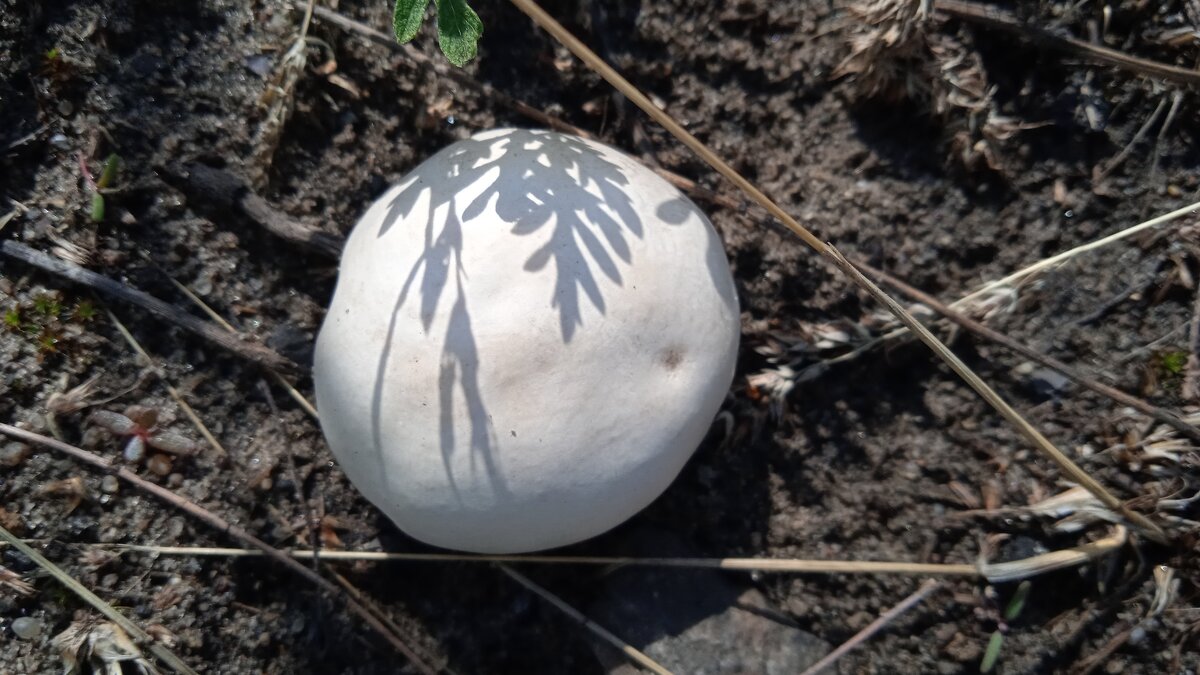 вырос на даче - Елена Шаламова