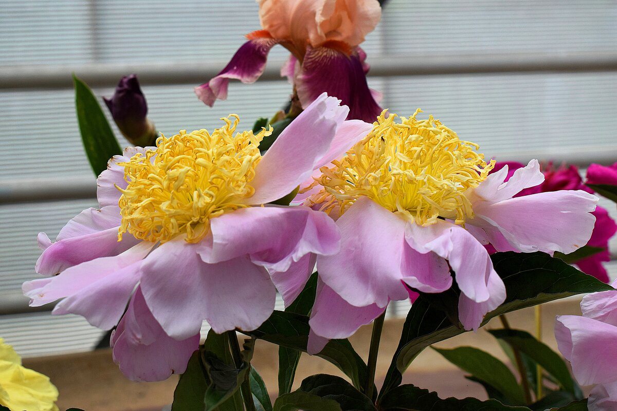 Сорт "Кукени  Джиши" - Татьяна Помогалова