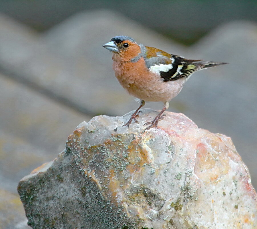 зяблик шустрый - Andrey Bragin 