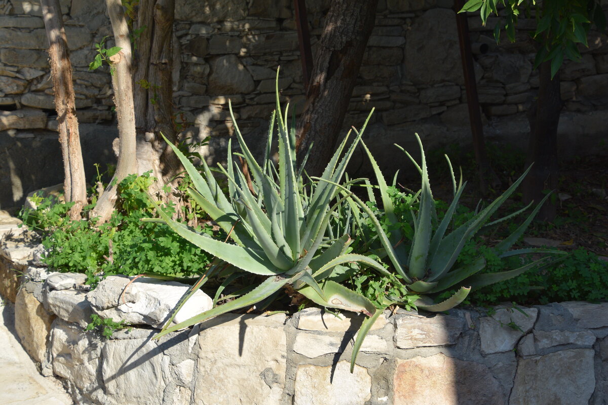 Алоэ - Oleg4618 Шутченко