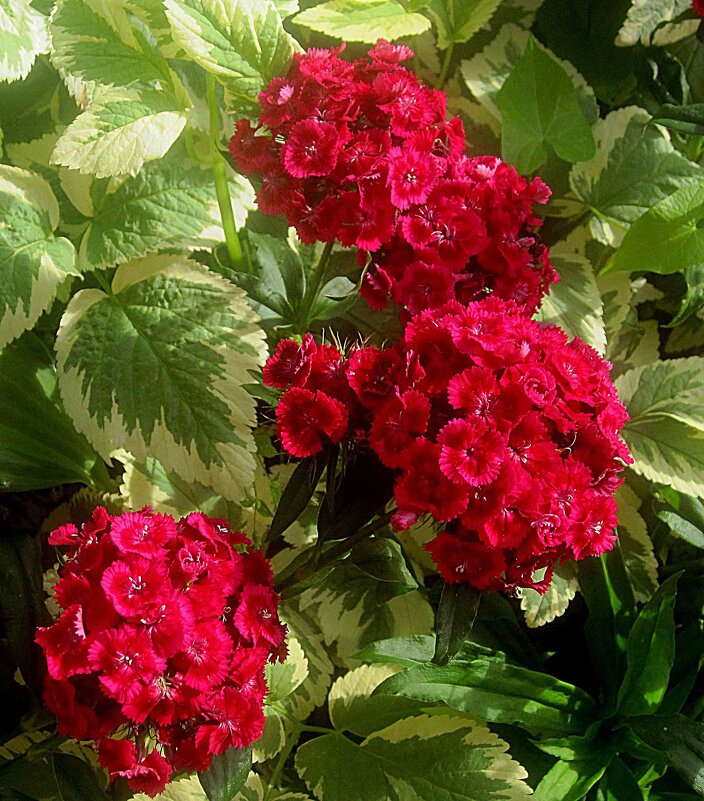 Гвоздики украсили город - Елена Семигина Гвоздики украсили город - Елена Семигина