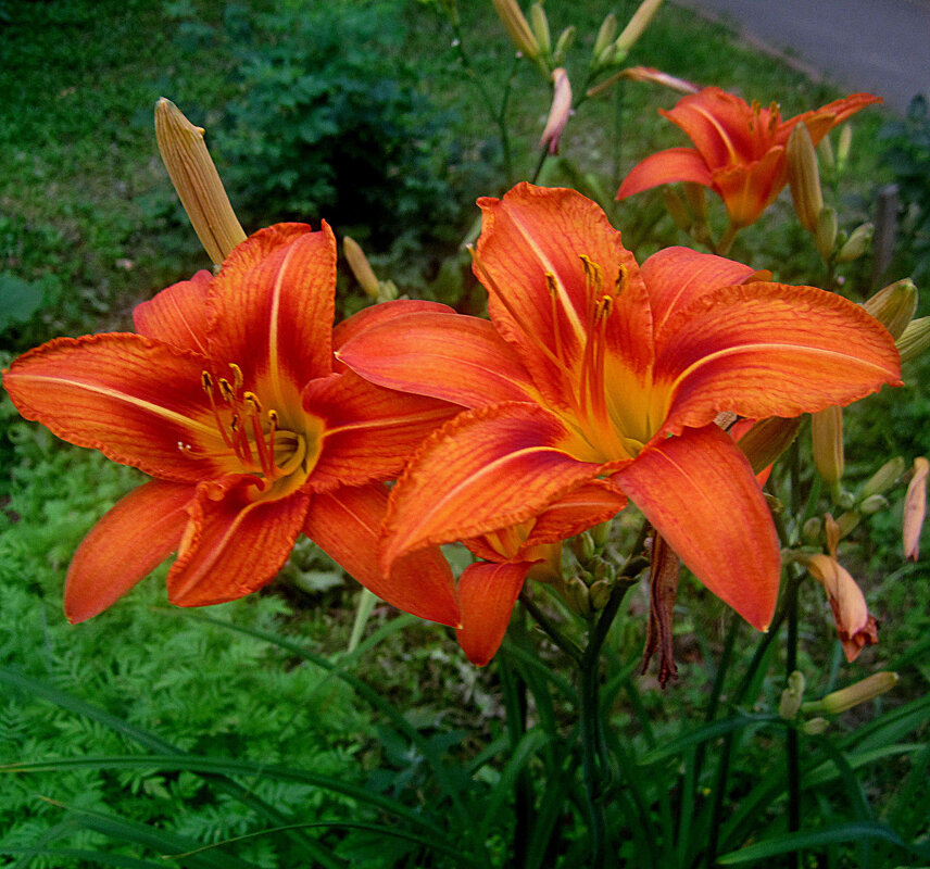 Ли... - Елена Семигина