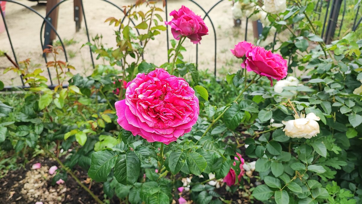 ,,, - Сергей Тимоновский