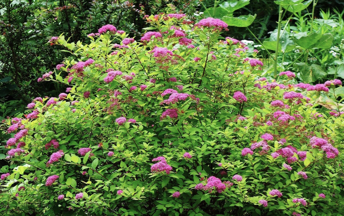 Спирея - Рита Симонова