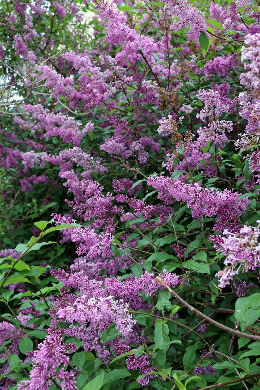 Заполярное время сирени - Ольга 