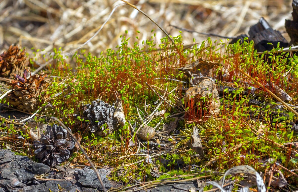 Мох. - Алексей Трухин Мох. - Алексей Трухин