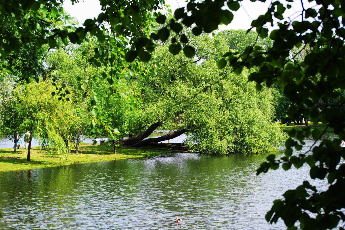 ПАРК ПОБЕДЫ - Виктор Никитенко