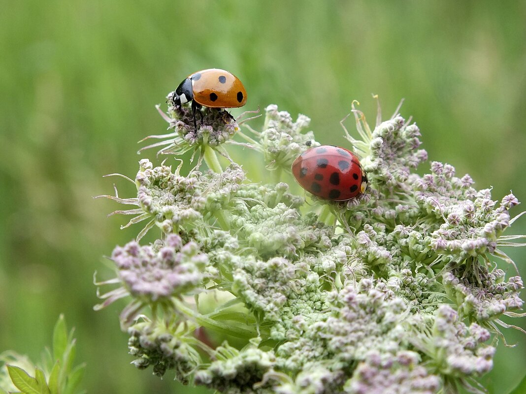 ** - Зоя Мишина