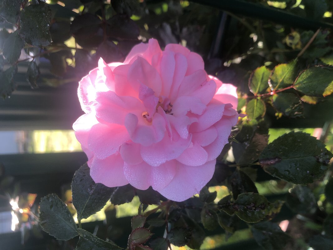 Цветение - Жанна Zhanna