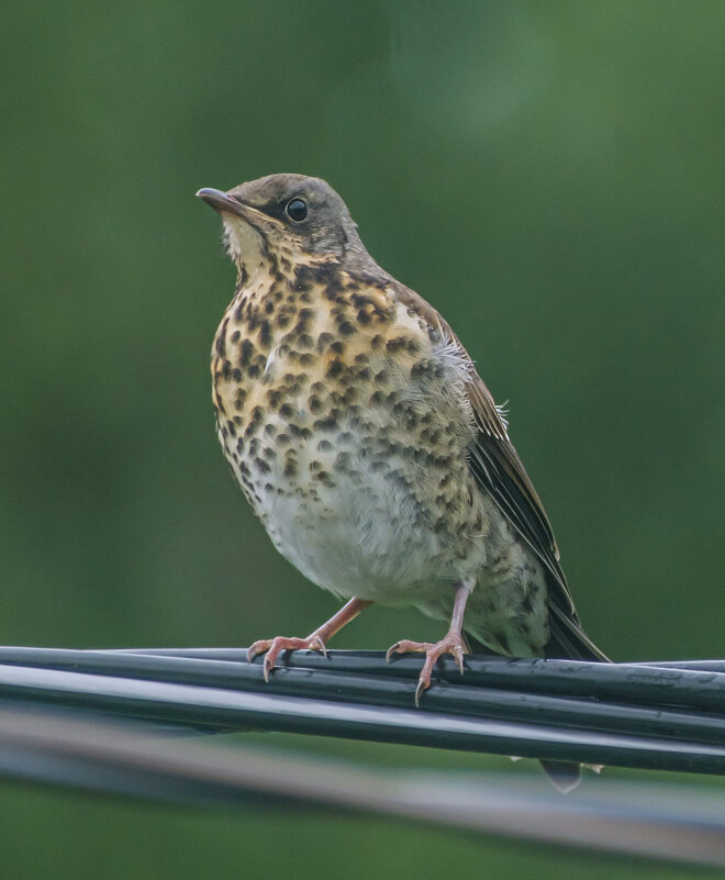 Дрозд рябинник - Анатолий Угрюмов