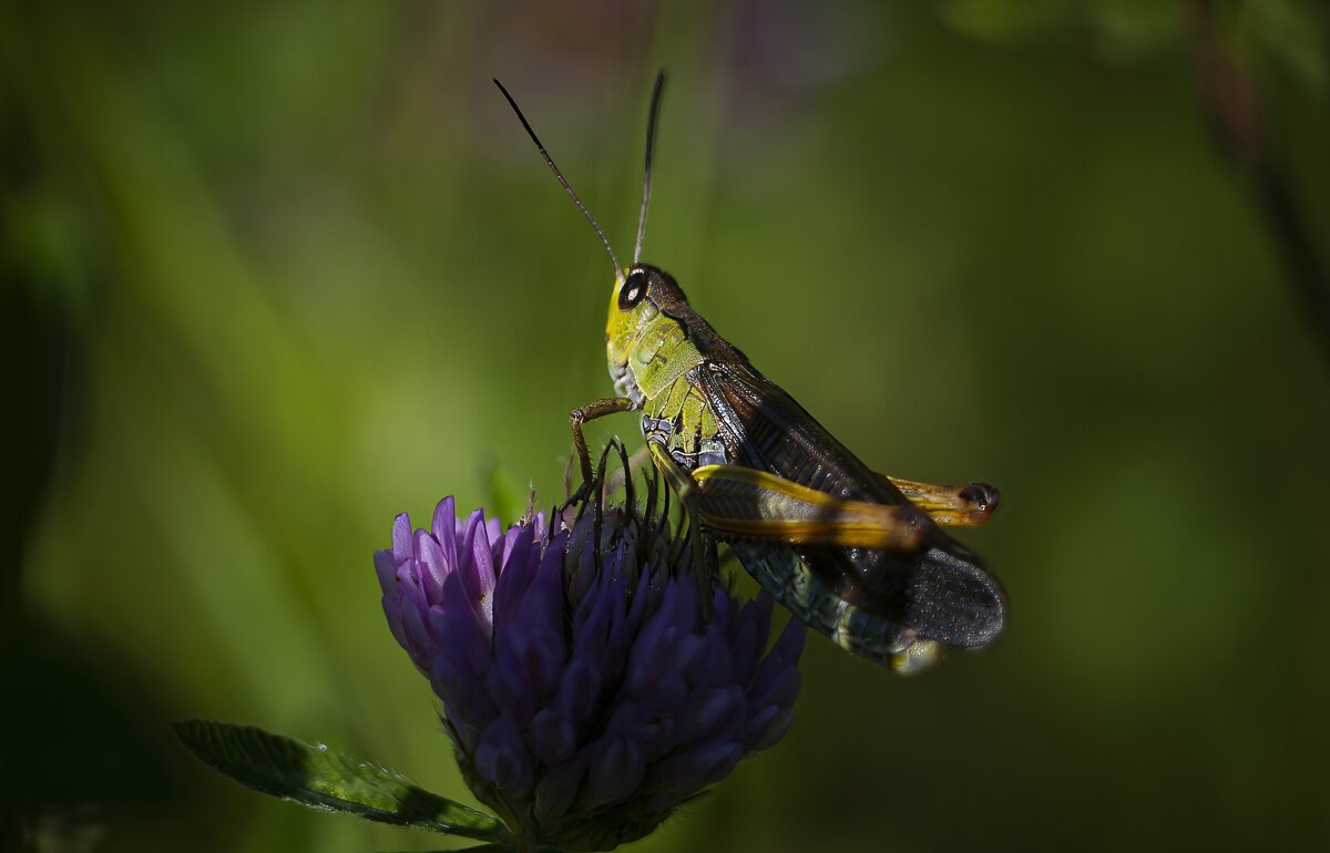 Кузнечик - Вадим Басов