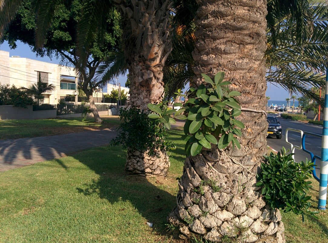 Фикус на стволе пальме - Светлана Хращевская