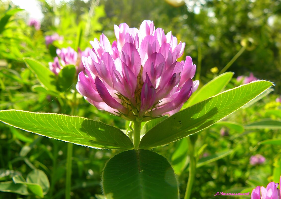 Наше клеверное лето.... - Андрей Заломленков