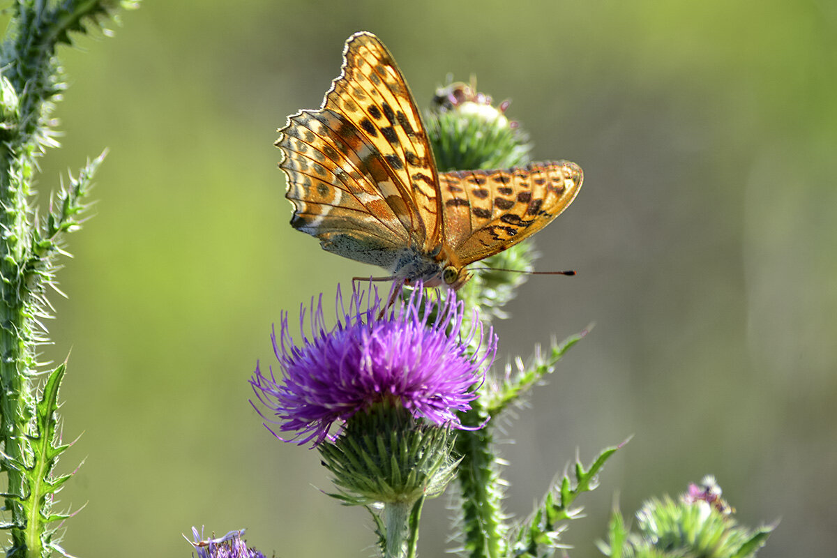 Движение  лета - Геннадий Супрун
