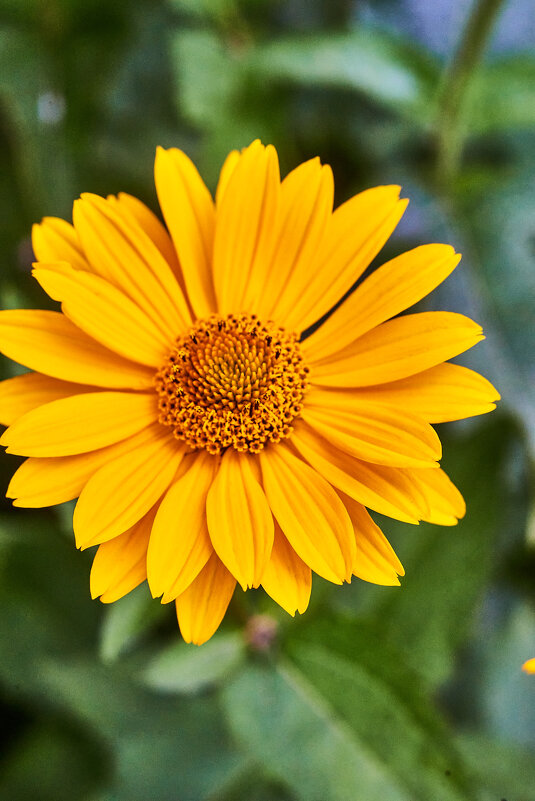 Календула - Александр Леонов