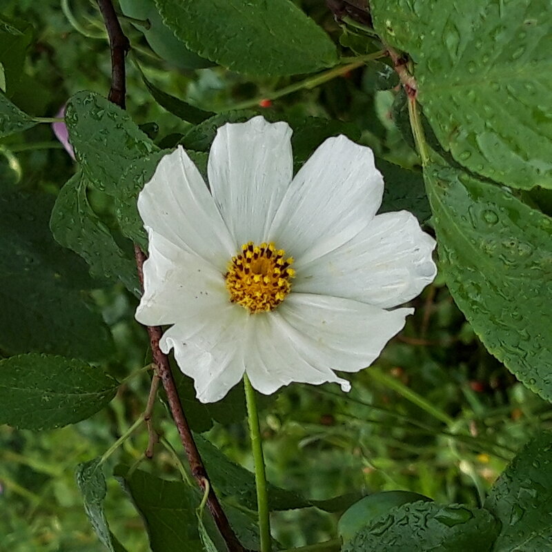 Лето. - Венера Чуйкова